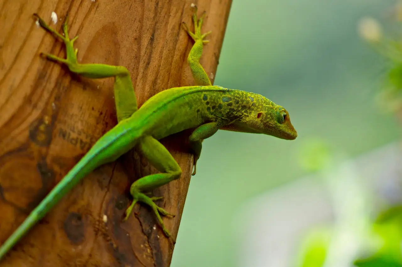 pexels-william-le-blanc-147016362-10458436